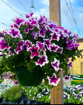 Petunia Hanging Basket