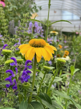 Perennial Echinacea
