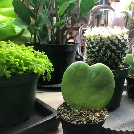 Heart Hoya In Reems Creek Nursery Garden Shop