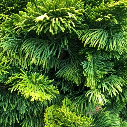 Beautiful Hinoki foliage at Reems Creek Nursery