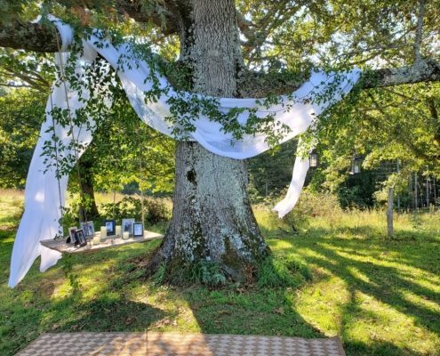 Our 250 year old oak tree