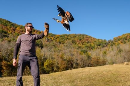 Falconry Outings in Asheville and Highlands area